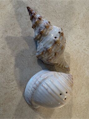 Ceramic Seashell Salt & Pepper Shakers - Glossy White with Tan Accents